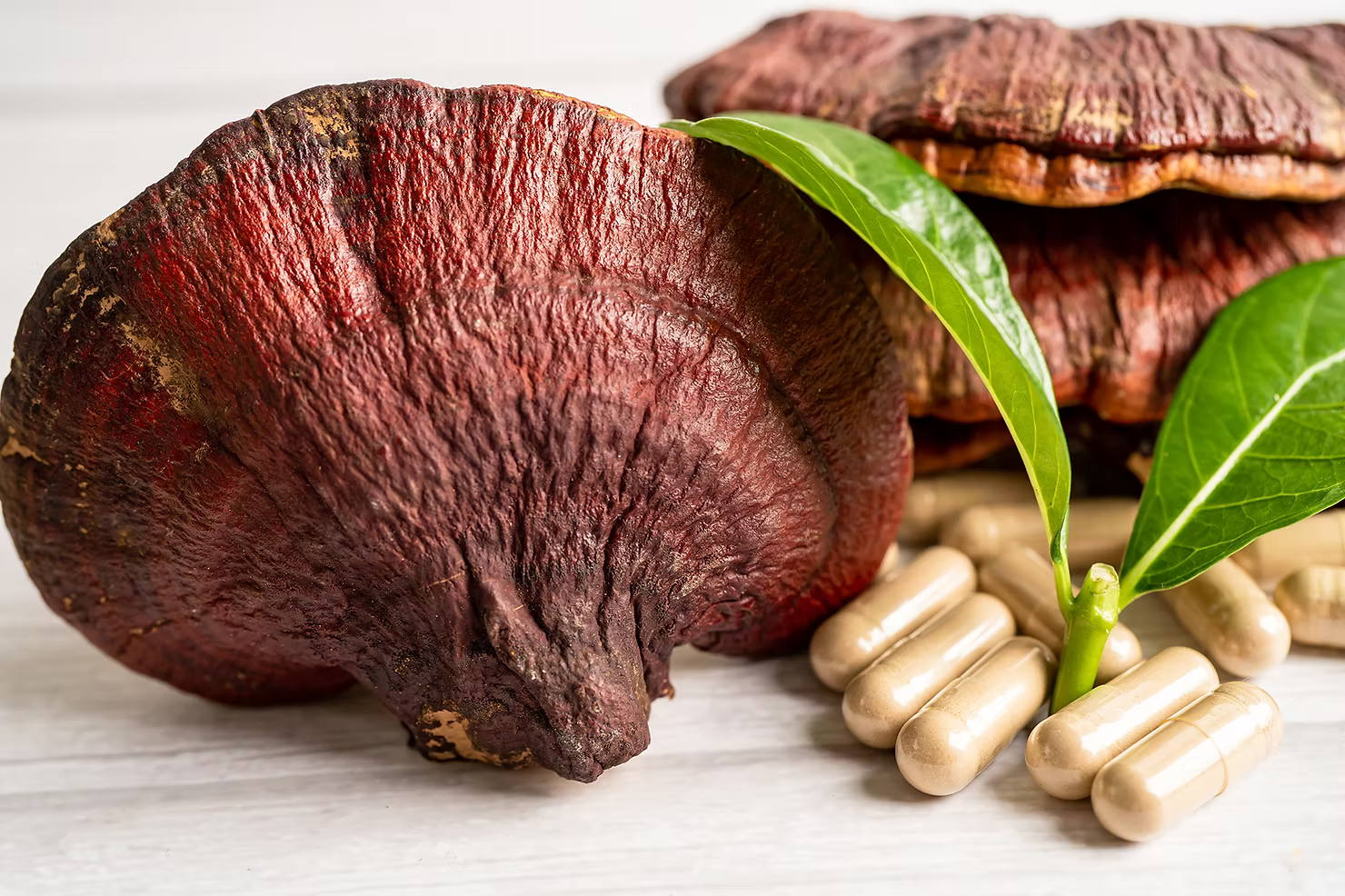 The Wonderful World of Reishi: Unraveling the Mysteries of this Ancient Medicinal Mushroom with Bloom Life Mushroom Supplements