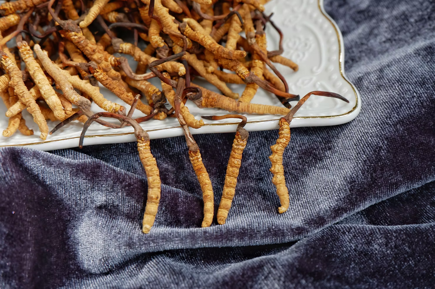 Introduction to Cordyceps: Nature's Performance Enhancer