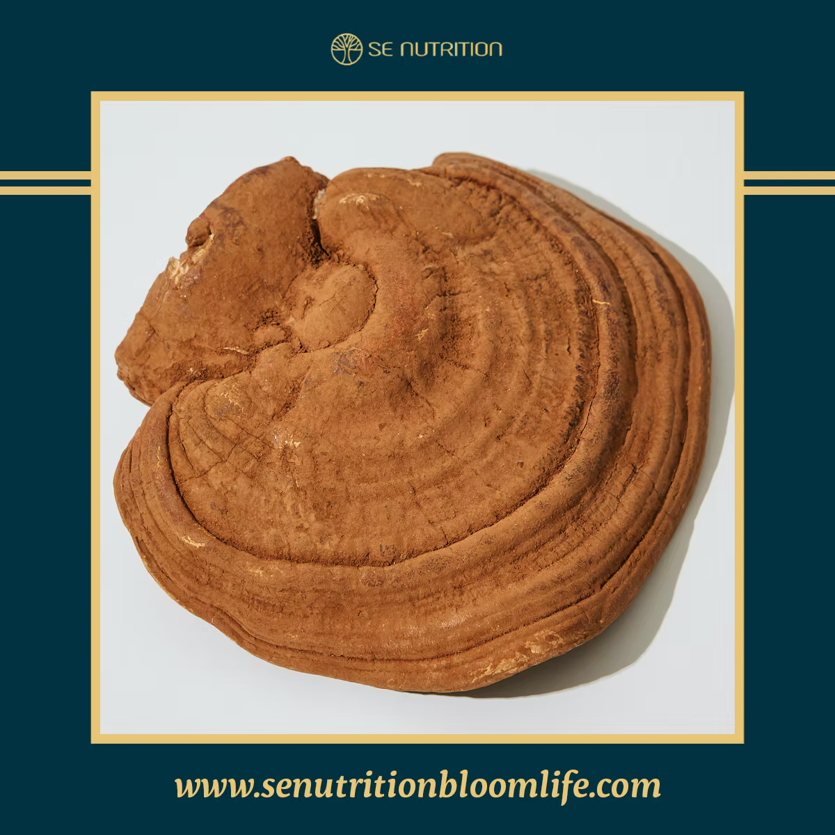 Reishi Mushrooms: Nature's Ancient Remedy