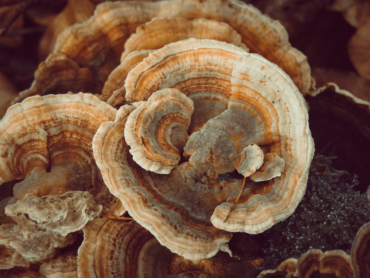 Turkey Tail Mushroom: A Natural Immune Booster with Powerful Potential